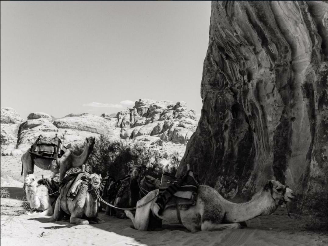 Wadi Rum Moon Camp Ngoại thất bức ảnh