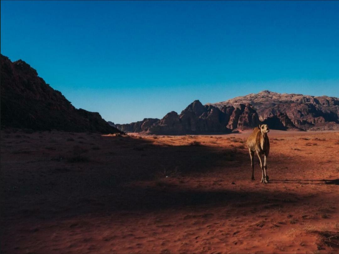 Wadi Rum Moon Camp Ngoại thất bức ảnh