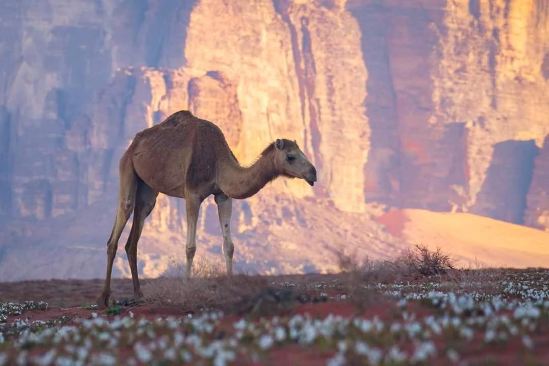 Wadi Rum Moon Camp Ngoại thất bức ảnh
